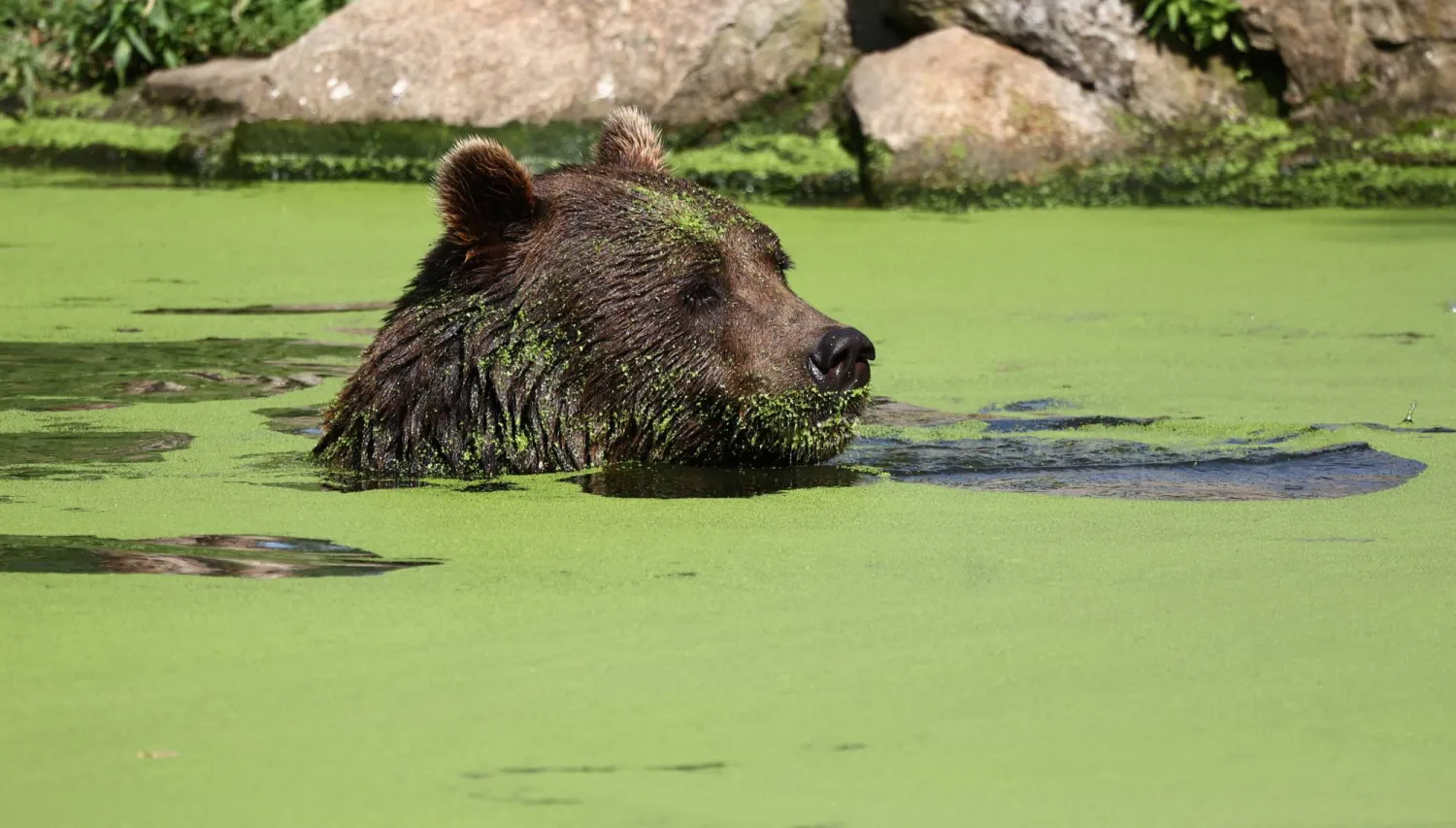 A bear cools down in a pond during the ongoing heatwave at the zoo in Berlin, Germany, August 14, 2025. REUTERS/Liesa Johannssen