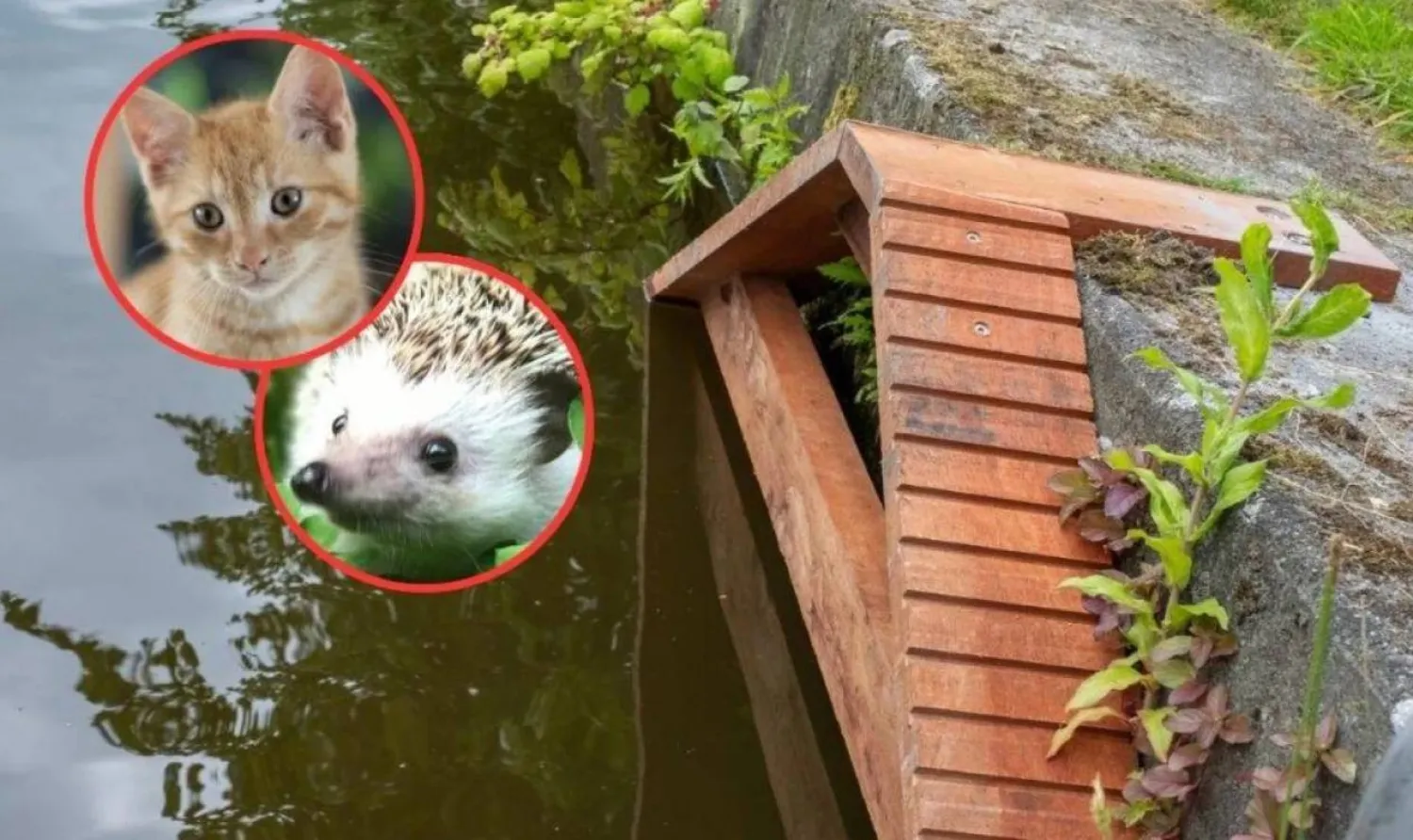 Tiny wooden staircases to save felines and other animals from drowning (Instagram)