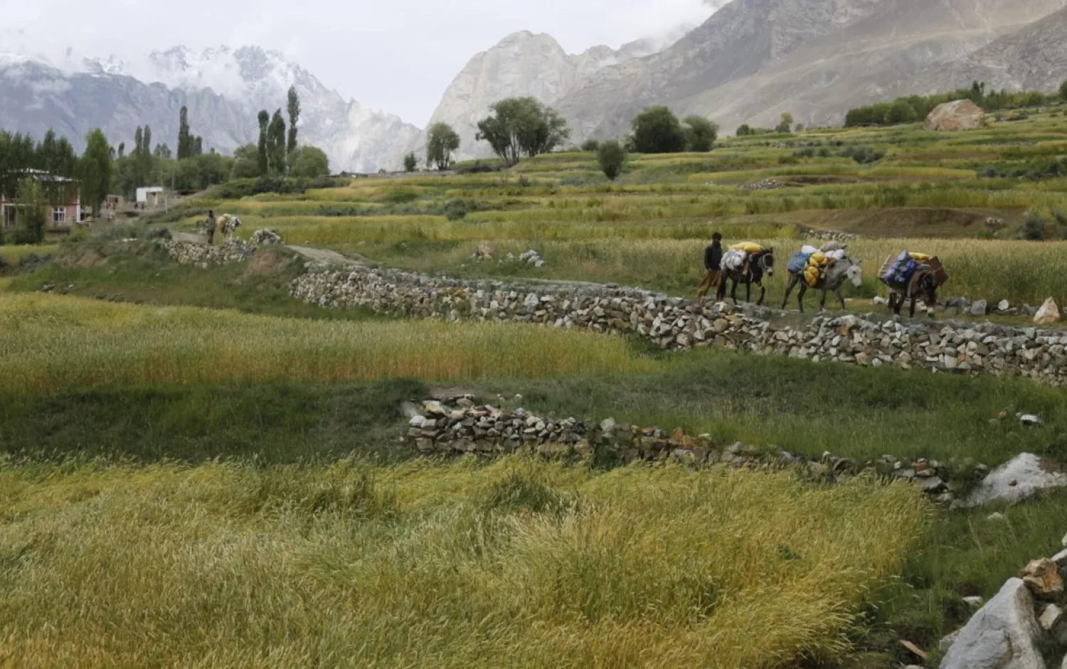 FILE: Porters guide their mules outside the village of Askole in Pakistan August 28, 2014. Geographically, Pakistan is a climbers paradise. It rivals Nepal for the number of peaks over 23,000 feet and is home to the world's second tallest mountain, K2. REUTERS/Wolfgang Rattay
