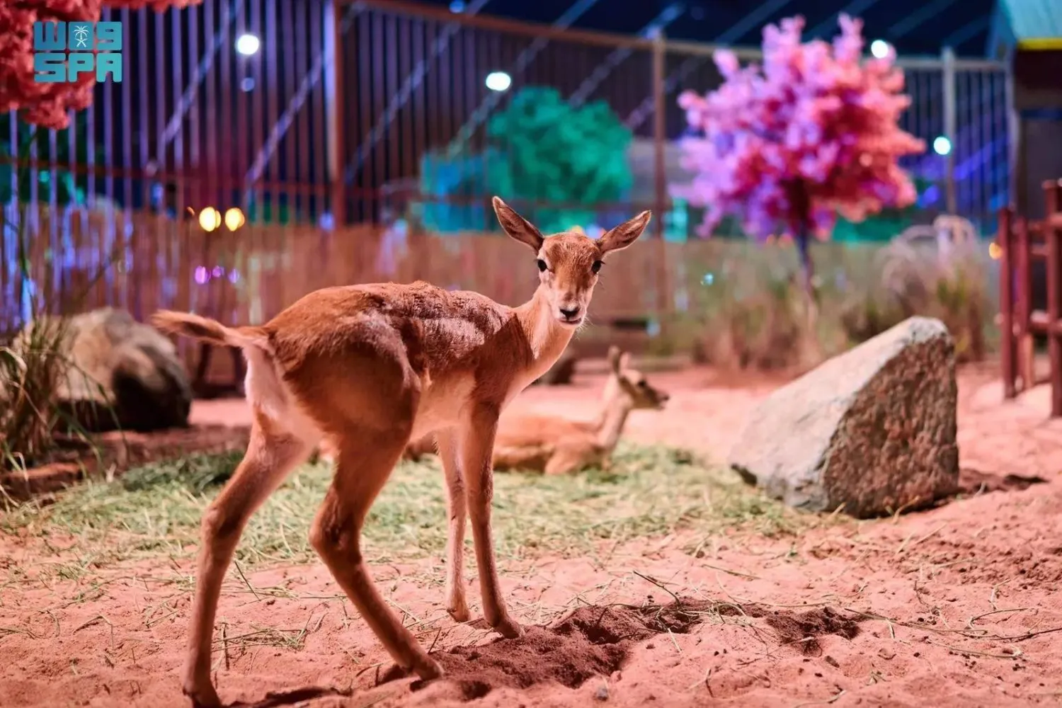 ‘Forest Wonders’ offers unique blend of entertainment and education at Jeddah Season. (SPA)