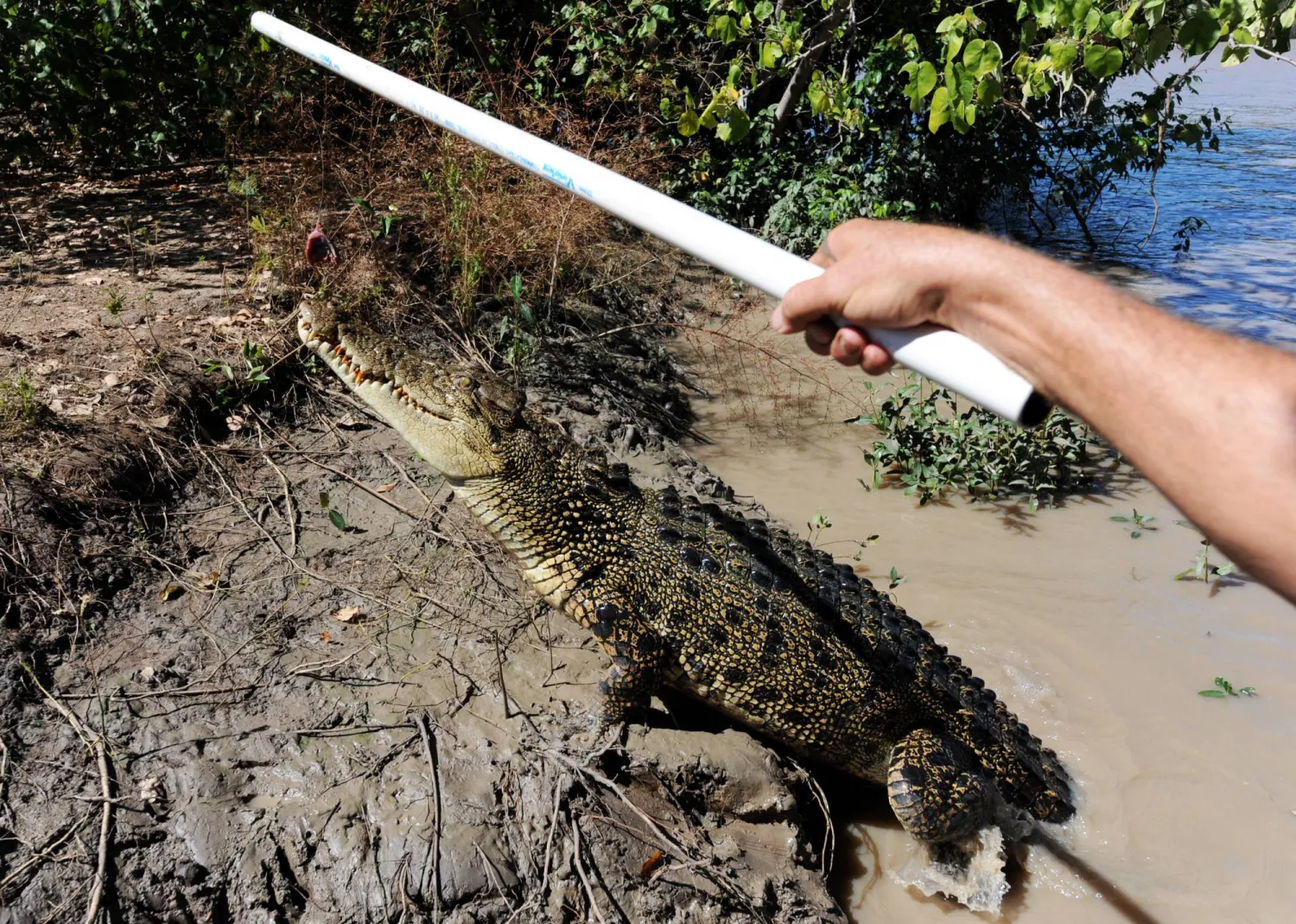 يشاهدون هذه المخلوقات المذهلة عن كثب وهي تقفز بجانب القوارب (غيتي)