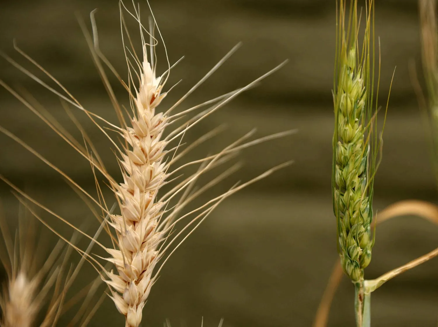 FILE PHOTO: Two samples of wheat exposed to different levels of Ozone are seen at the UK Center for Ecology and Hydrology research site near Bangor, Britain, July 20, 2022. REUTERS/Phil Noble/File Photo