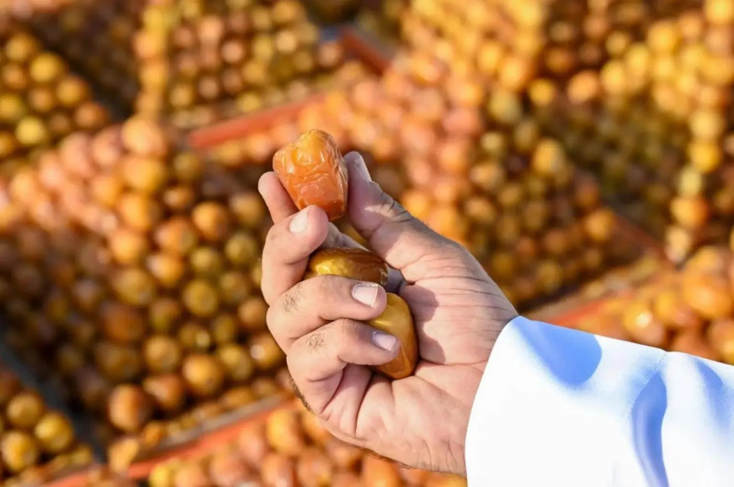 جانب من التمور المعروضة في كرنفال بريدة الذي يقع في منطقة القصيم (واس)