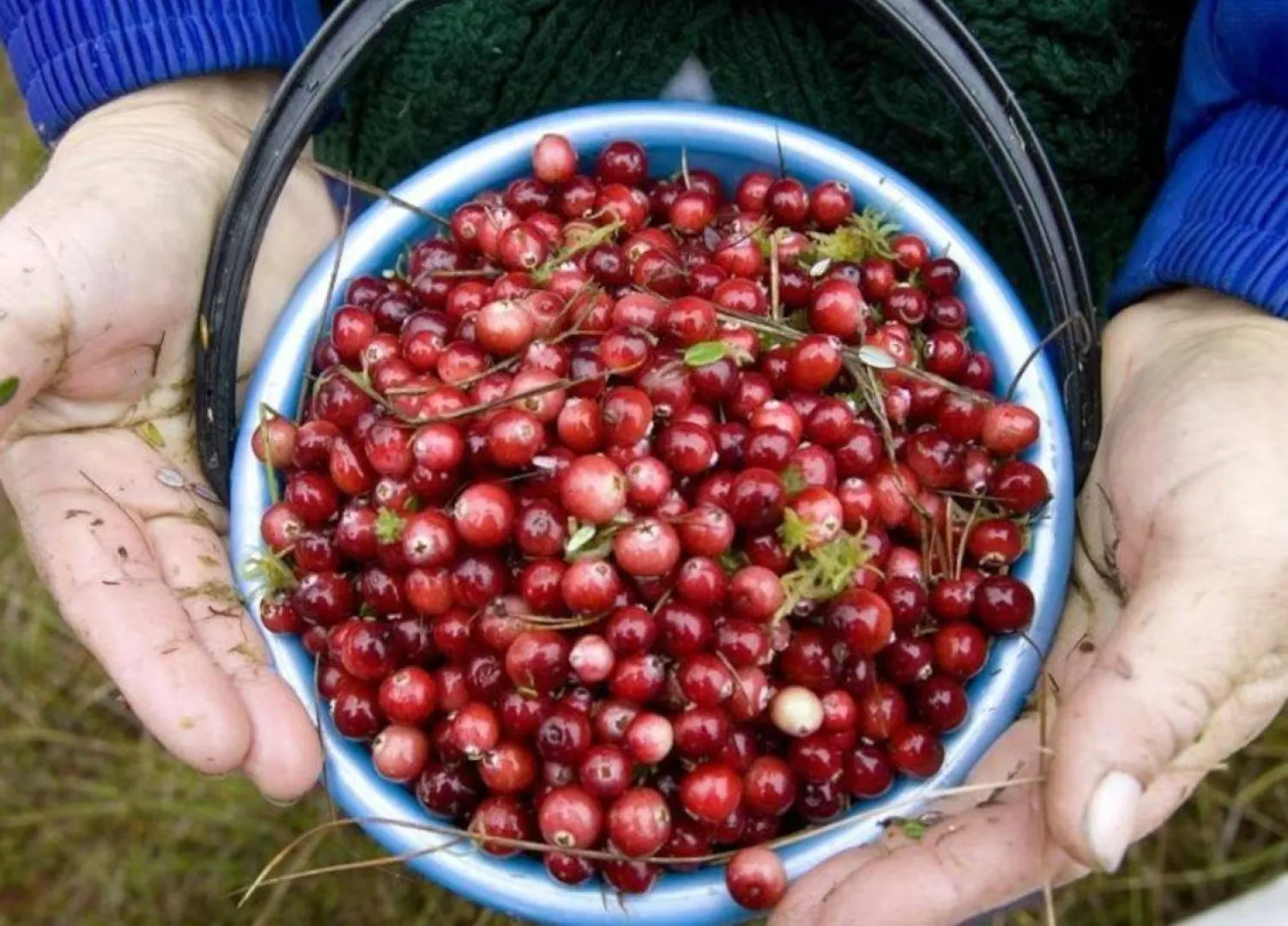 حبات من  التوت البري (أرشيفية - رويترز)