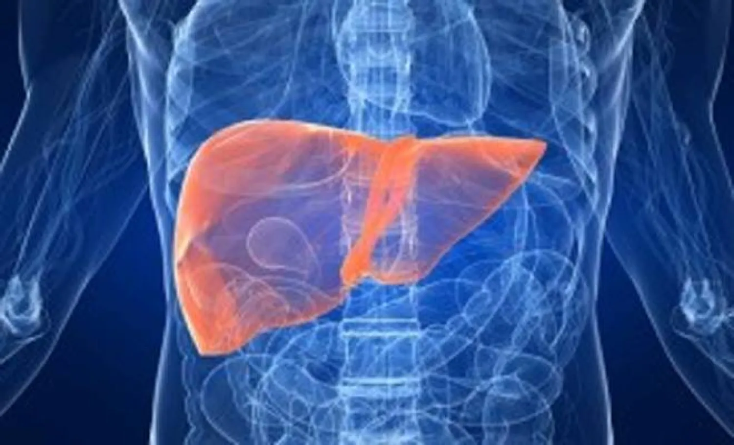 يقوم الكبد بكثير من الوظائف الحيوية بالجسم (رويترز)