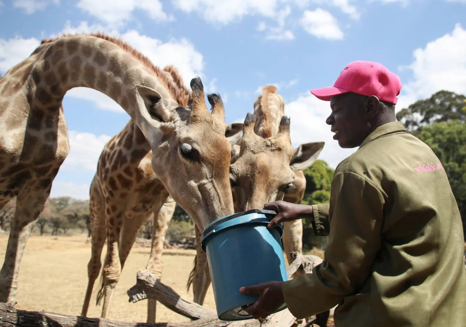 January Gweshe, a senior animal caregiver, arrives to feed giraffes at Wild is Life, in Harare, Zimbabwe, August 14, 2025. REUTERS/Philimon Bulawayo
