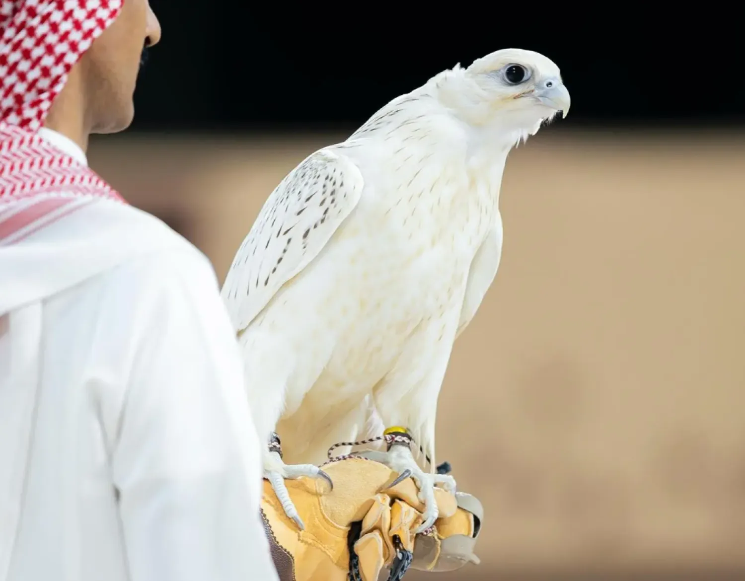 The night drew notable attendance from falconers and visitors, with three falcons sold for a total of SAR1.276 million - SPA