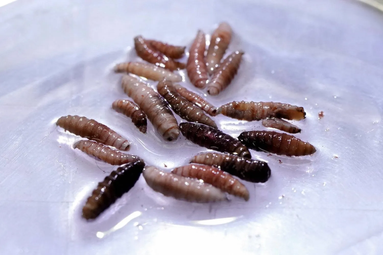 يرقات ذبابة الدودة الحلزونية (رويترز)