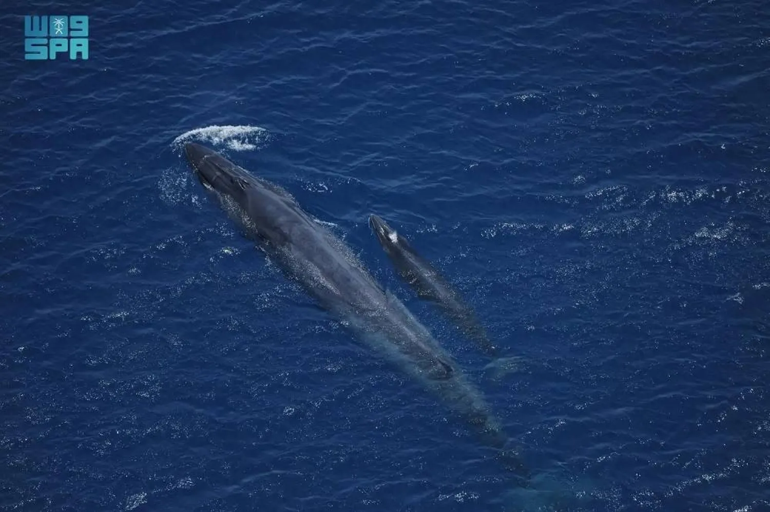 The results highlight Saudi Arabia's ongoing commitment to protecting biodiversity and preserving marine and coastal ecosystems. (SPA) 