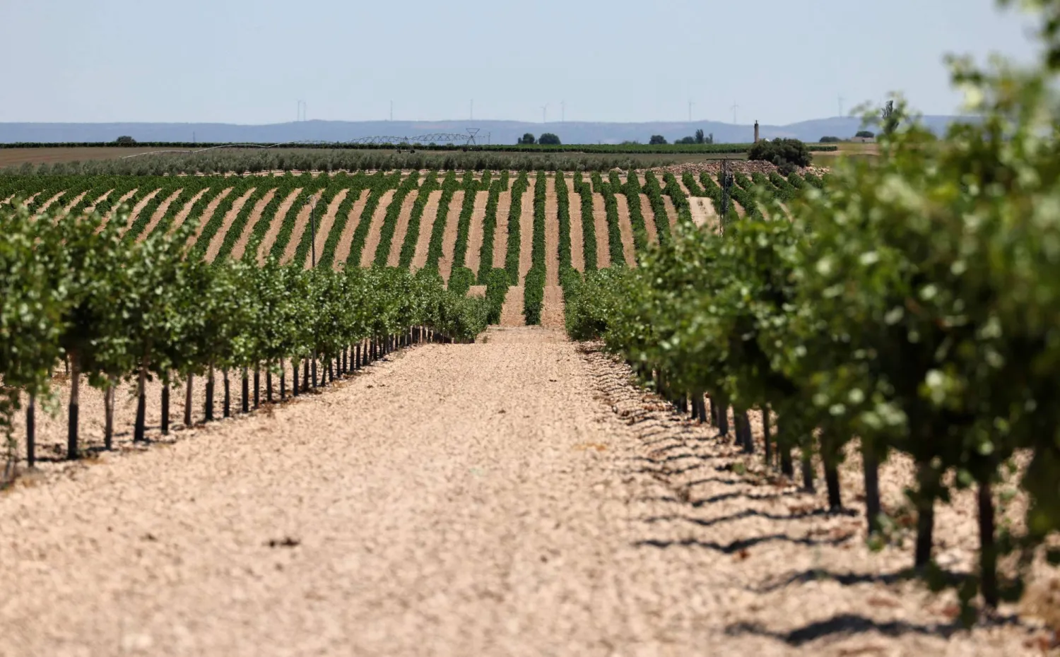 حقل من أشجار الفستق يعاني من الجفاف في إسبانيا (أ.ف.ب)