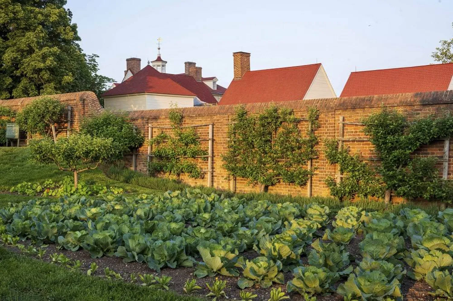 This May 23, 2023, image provided by Mount Vernon Ladies' Association shows espaliered fruit trees trained against a wall at George Washington's Mount Vernon in Mount Vernon, Va. (Mount Vernon Ladies' Association via AP) 