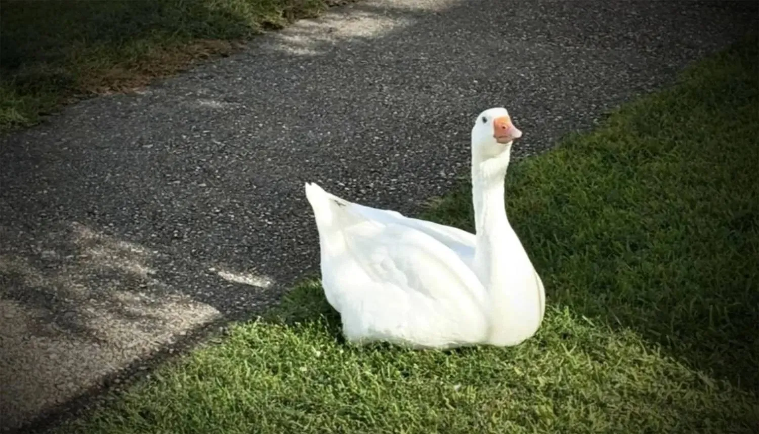 From morning greetings to house-to-house visits for warm bread, Billy the goose became a neighborhood staple. (Instagram) 