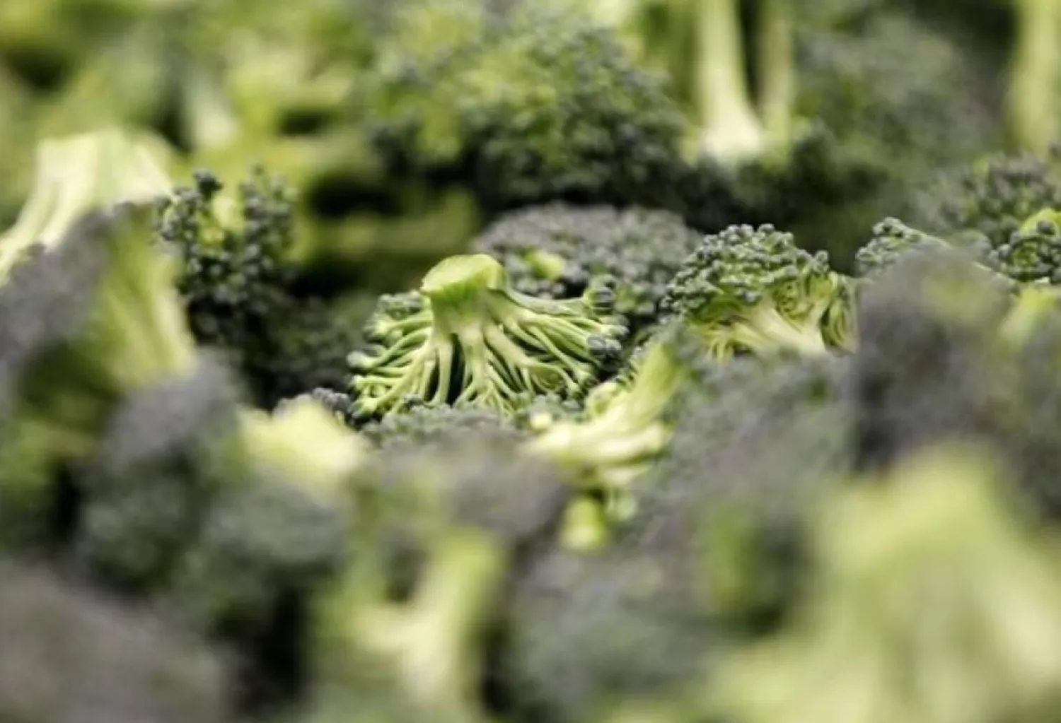 دراسة: تناول أنواع معينة من الخضراوات يقلل من خطر الإصابة بسرطان القولون