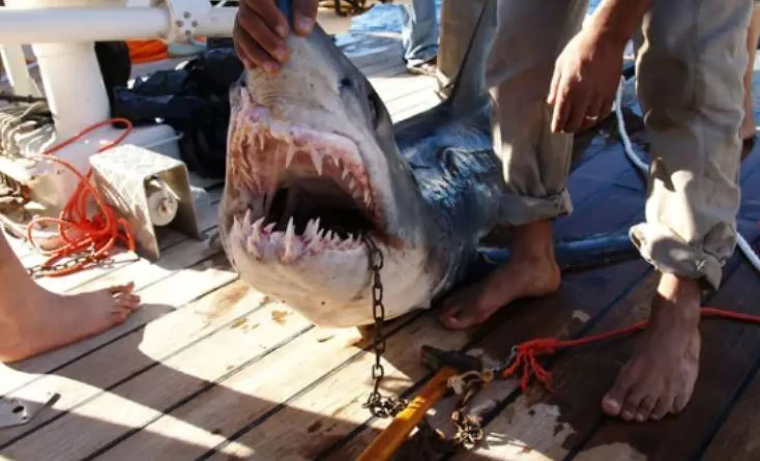 زيادة حموضة المحيطات قد تتسبب في فقدان أسماك القرش لأسنانها (رويترز)