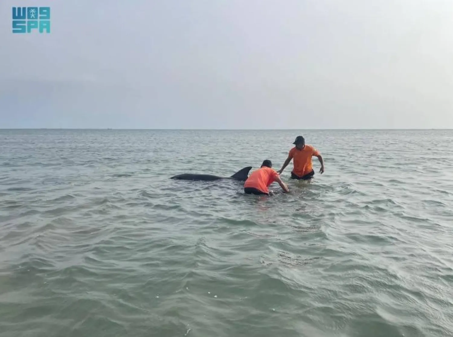 The Border Guard urged beachgoers to protect the marine environment and report similar incidents. SPA