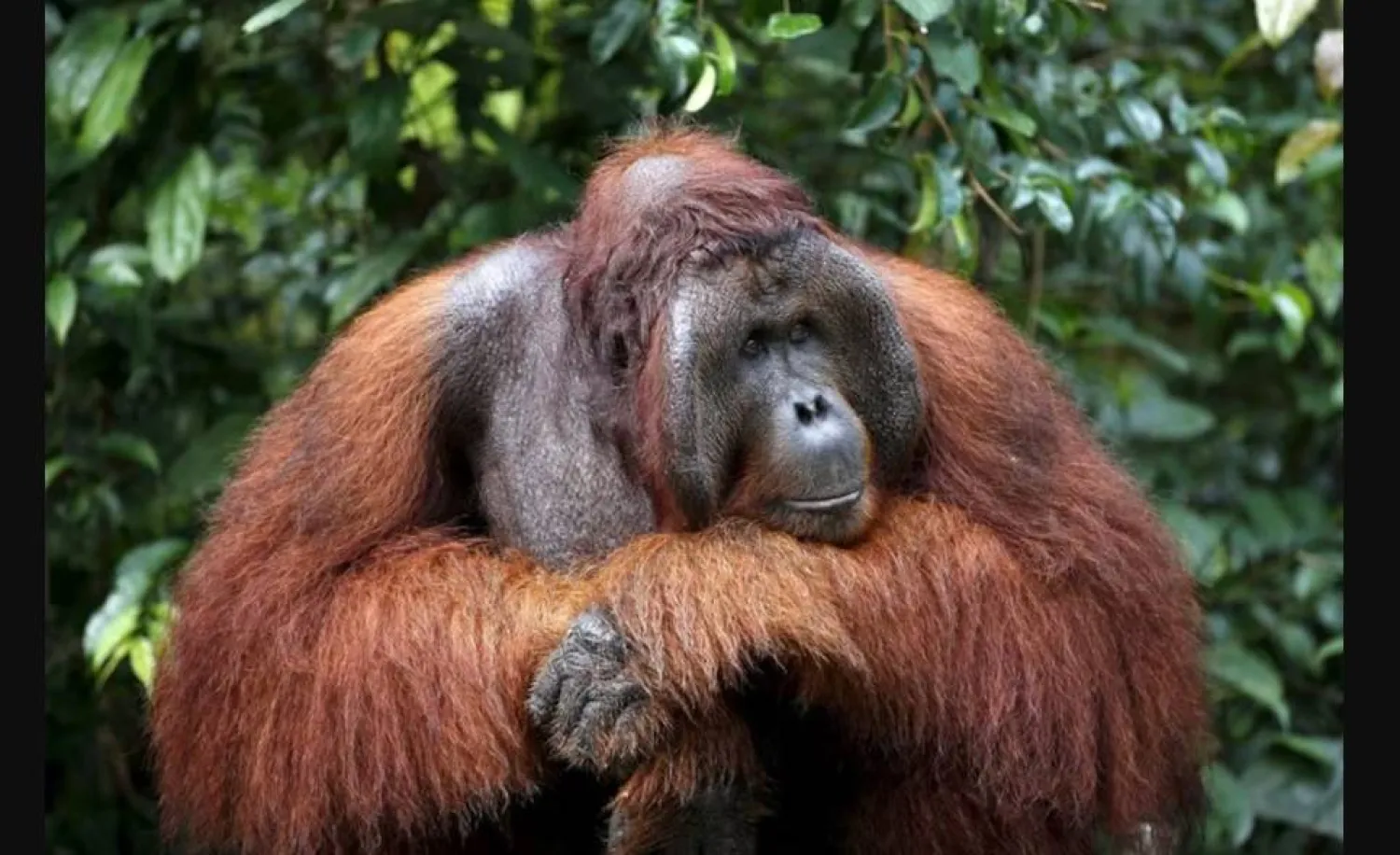 إنسان الغاب يتكيف مع التغيرات في بيئته من خلال تعديل استهلاكه من العناصر الغذائية (رويترز)