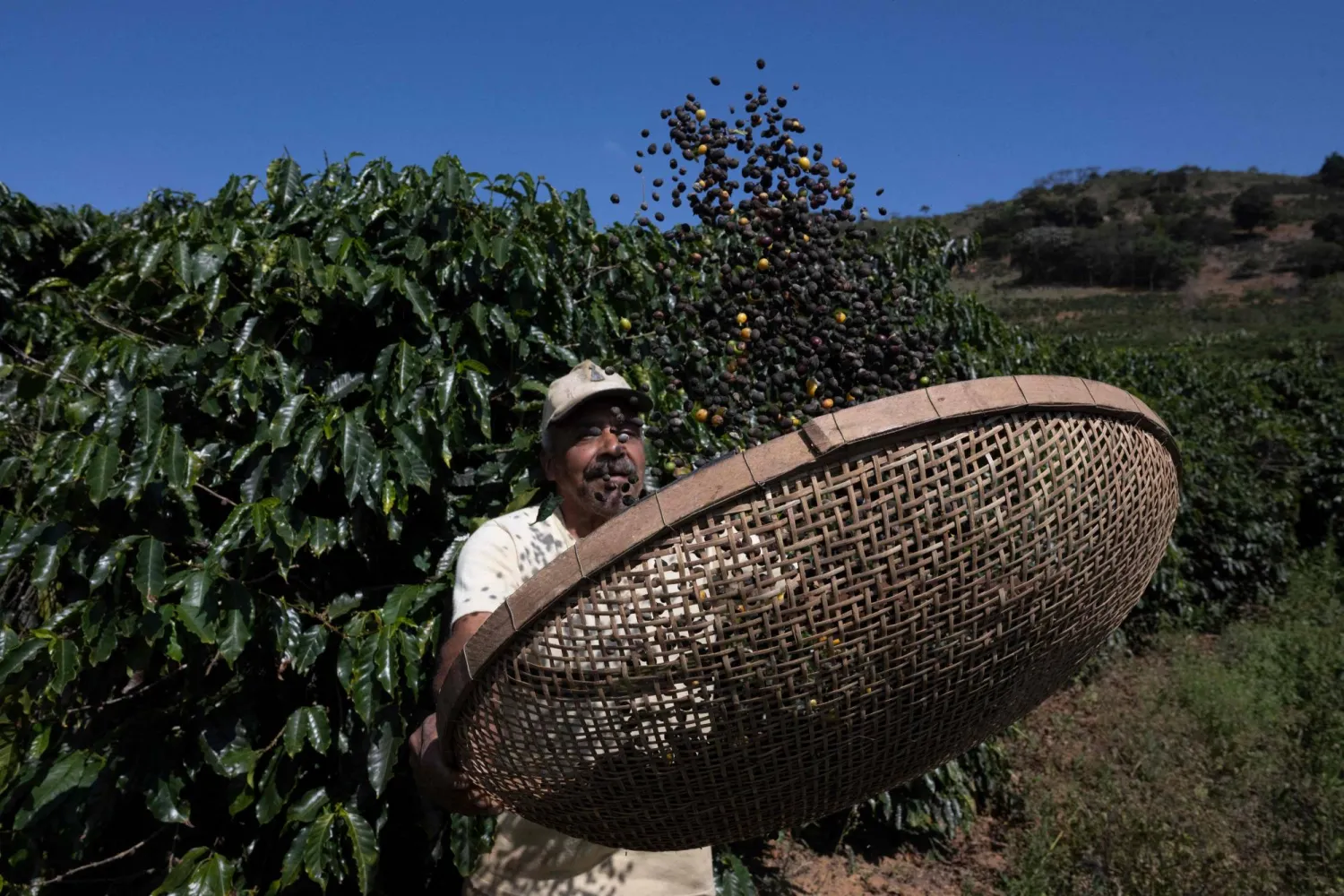 مُزارع يحصد محصول البن في مزرعة بمقاطعة سانتا كلارا بمدينة ريو دي جانيرو (أ.ف.ب)