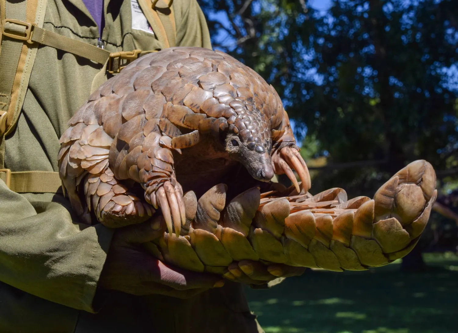 الكائن الليلي المُسالم يتحوّل إلى غنيمة عالمية (غيتي)