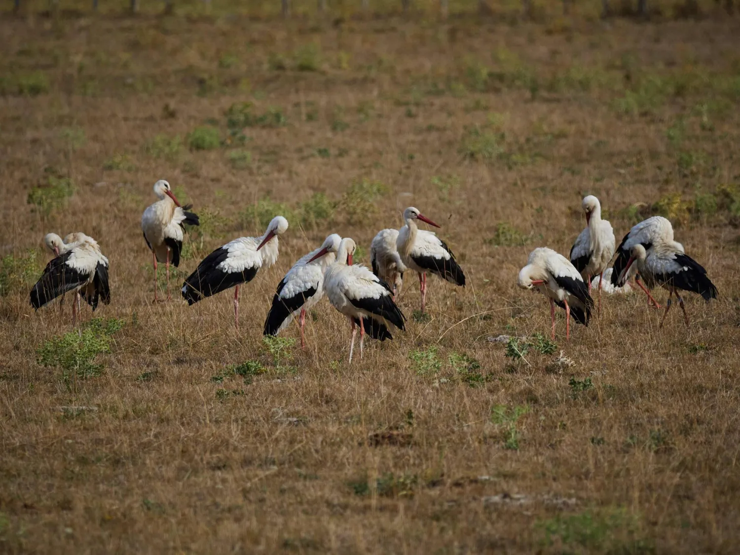 White storks gather in a field near Saint-Aignan, central France, on August 25, 2025. (Photo by GUILLAUME SOUVANT / AFP)