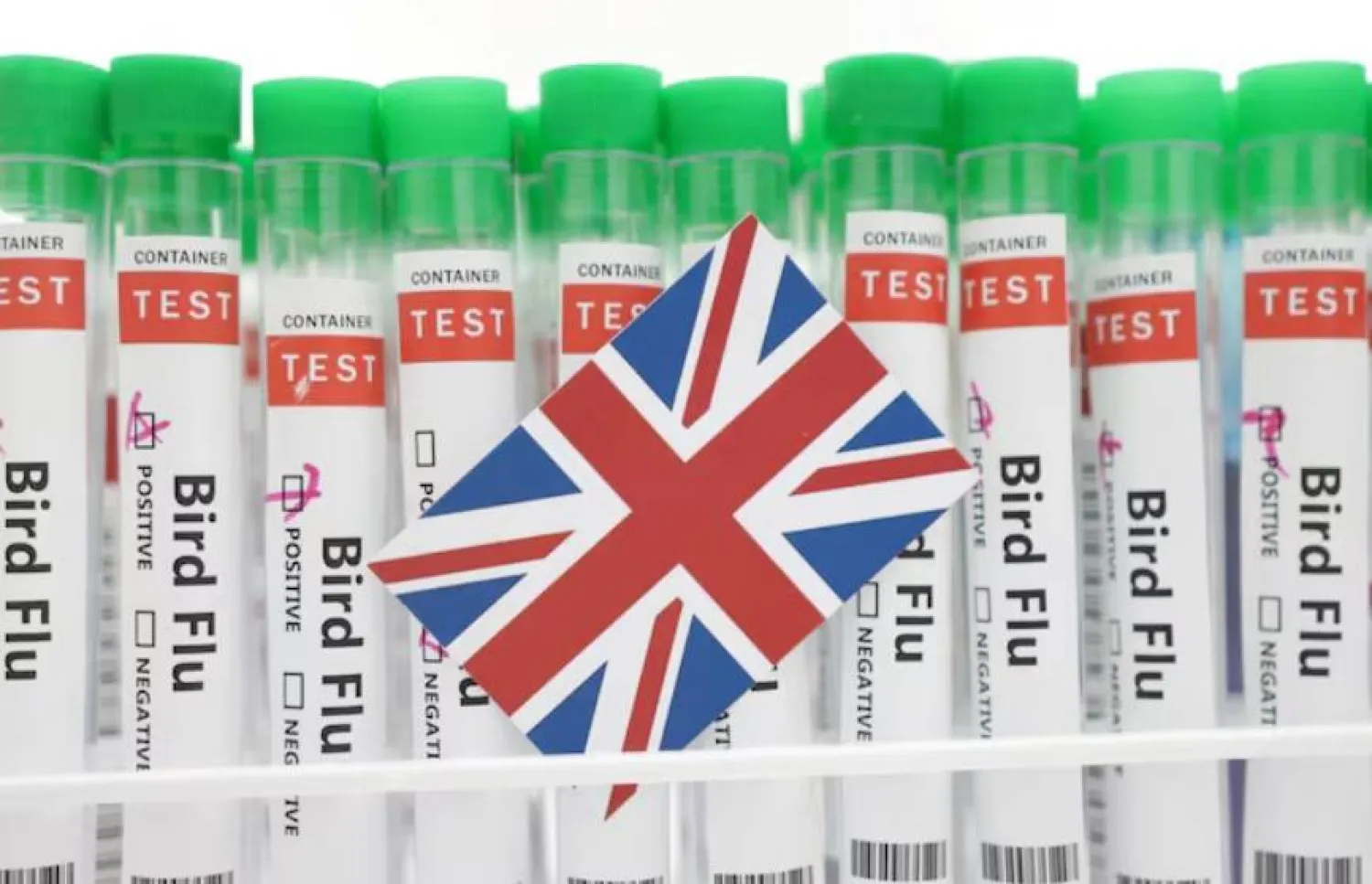 صورة مركبة لأنابيب اختبار كُتب عليها إنفلونزا الطيور وقطعة ورق بألوان العلم البريطاني (رويترز)