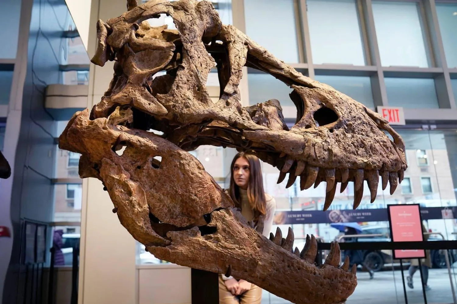 Bir Tyrannosaurus rex kafatası (AFP)