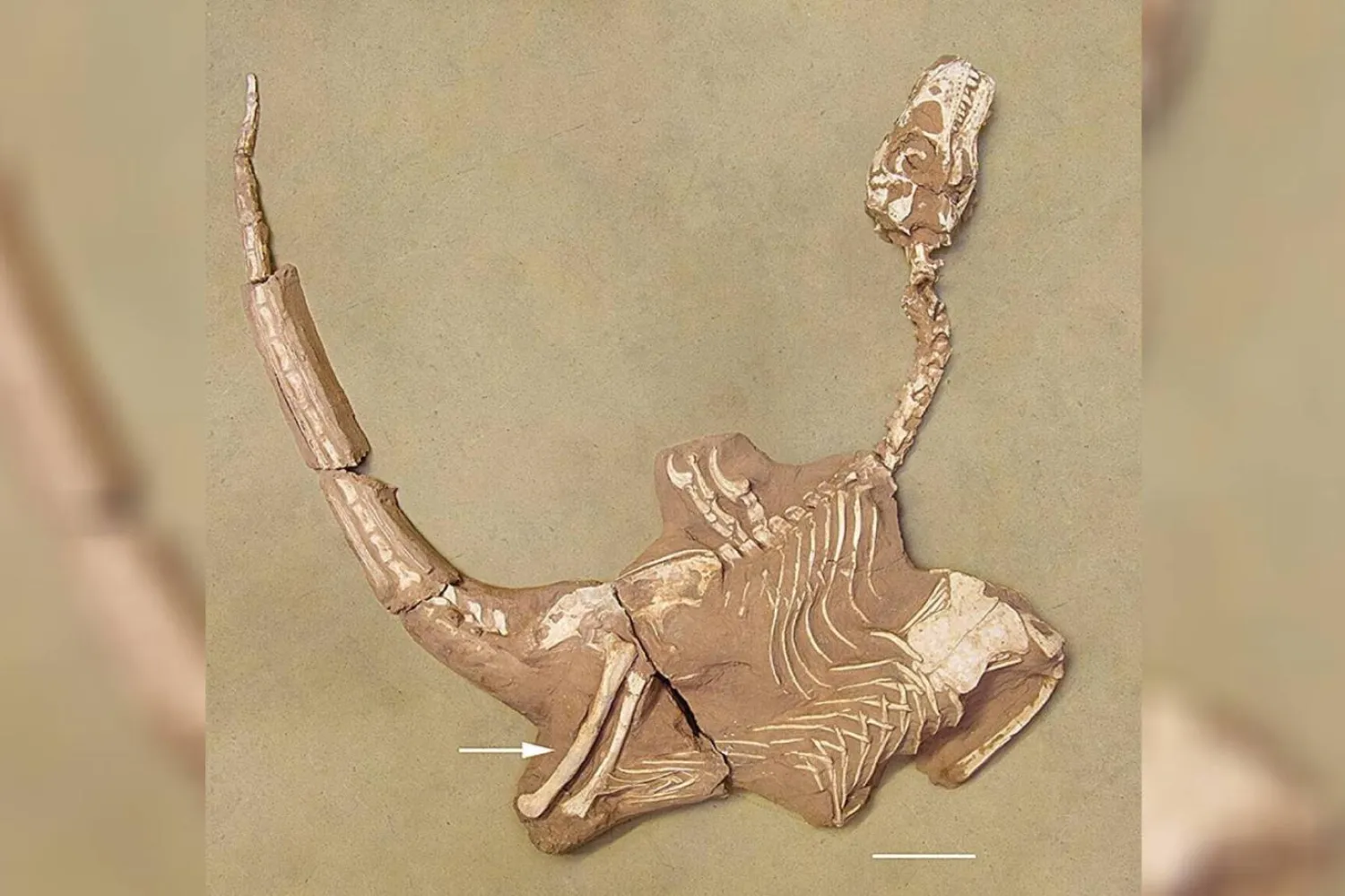 Shri rapax adlı yeni türün holotipi (Historical Biology)