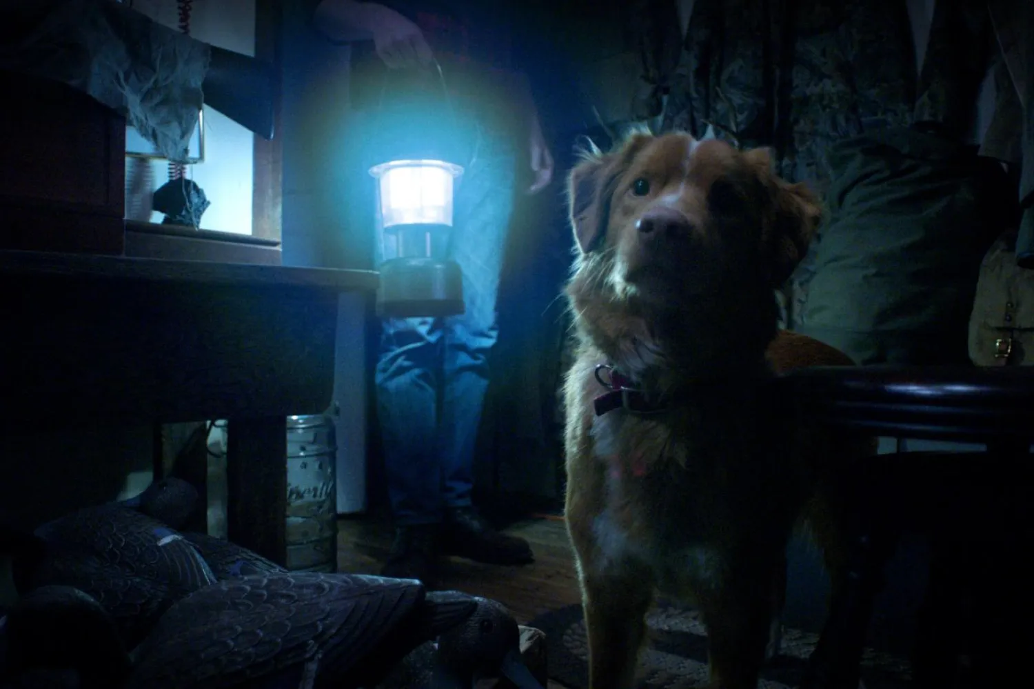 Good Boy, eleştiri derleme sitesi Rotten Tomatoes'da yüzde 95'lik beğeni puanına sahip (Shudder)
