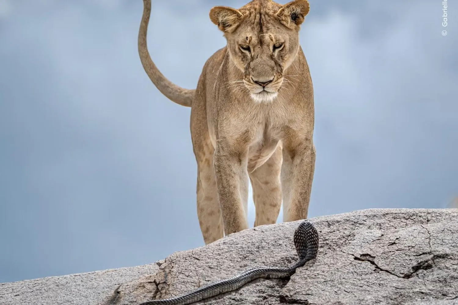 Gabriella Comi'nin çektiği fotoğrafta Serengeti'de bir aslan kobrayla karşı karşıya geliyor (Gabriella Comi/Yılın Vahşi Yaşam Fotoğrafçısı)
