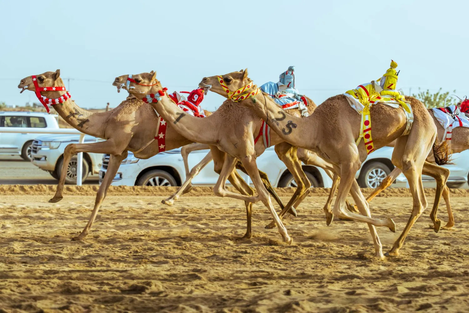 نجحت الهجن السعودية في الظفر بلقب 25 شوطاً (الشرق الأوسط)