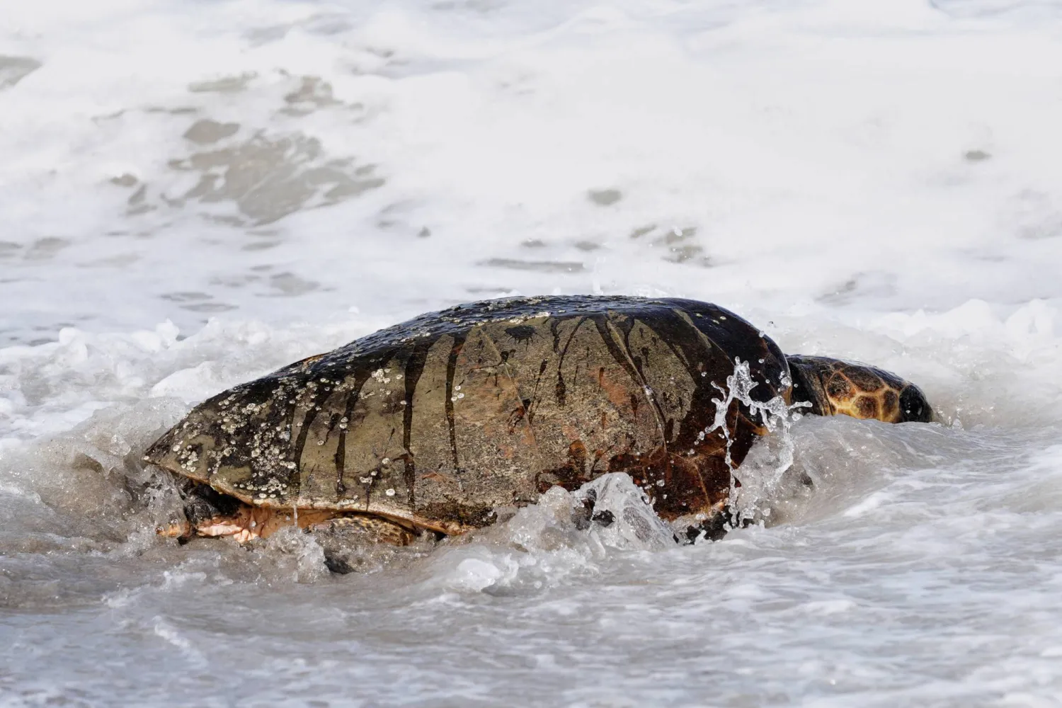 After recovering from health problems a 230 pound loggerhead turtle named June Cleaver is released in the Atlantic Ocean by the Brevard Zoo's Turtle Healing Center Wednesday, Sept. 3, 2025, in Melbourne, Fla. (AP Photo/John Raoux)