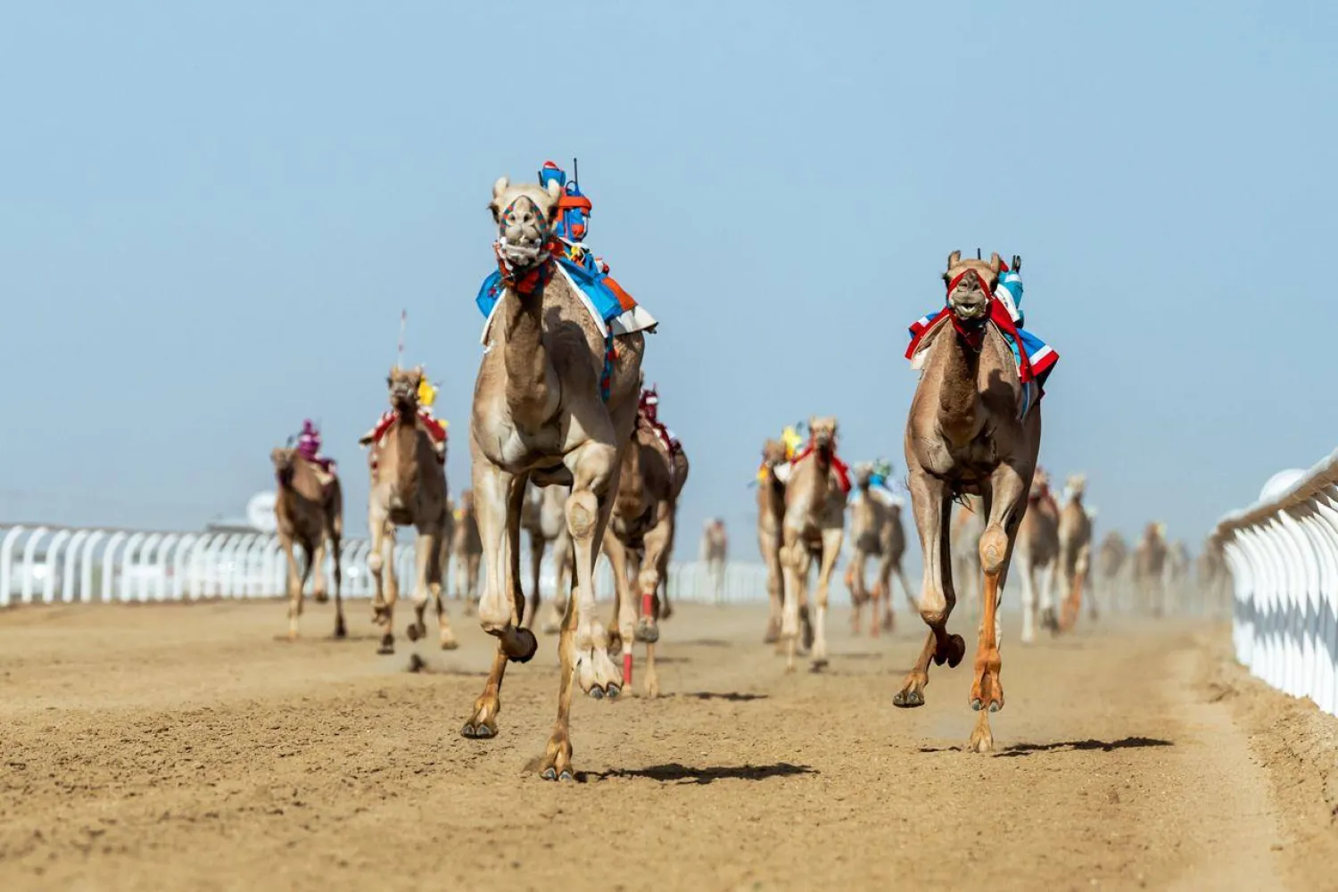 مهرجان ولي العهد للهجن 2025 منافسات «اللقايا» (الاتحاد السعودي للهجن)