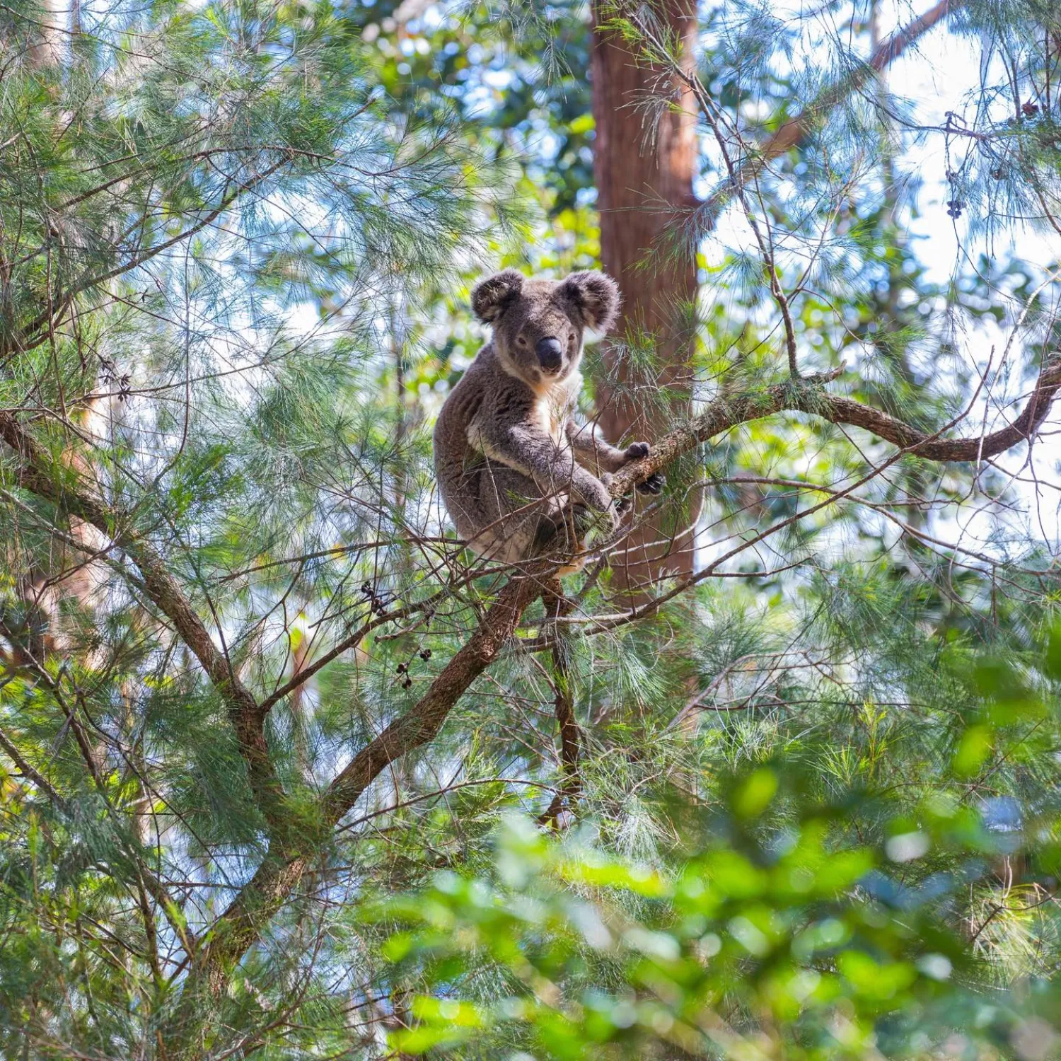 ستوفر حديقة غريت كوالا الوطنية ملاذاً لأكثر من 12 ألف حيوان كوالا (حساب الحديقة الرسمي-فيسبوك)