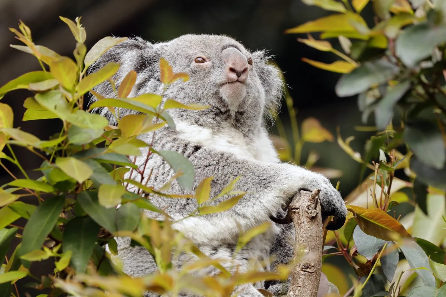 A Koala at the San Francisco Zoo in San Francisco, California, USA, 15 August 2025. EPA/JOHN G. MABANGLO