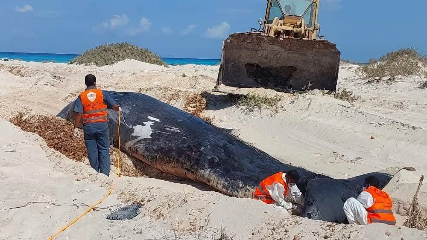 جانب من سحب الحيتان لدفنها (صفحة علم الأحياء البحرية في ليبيا)