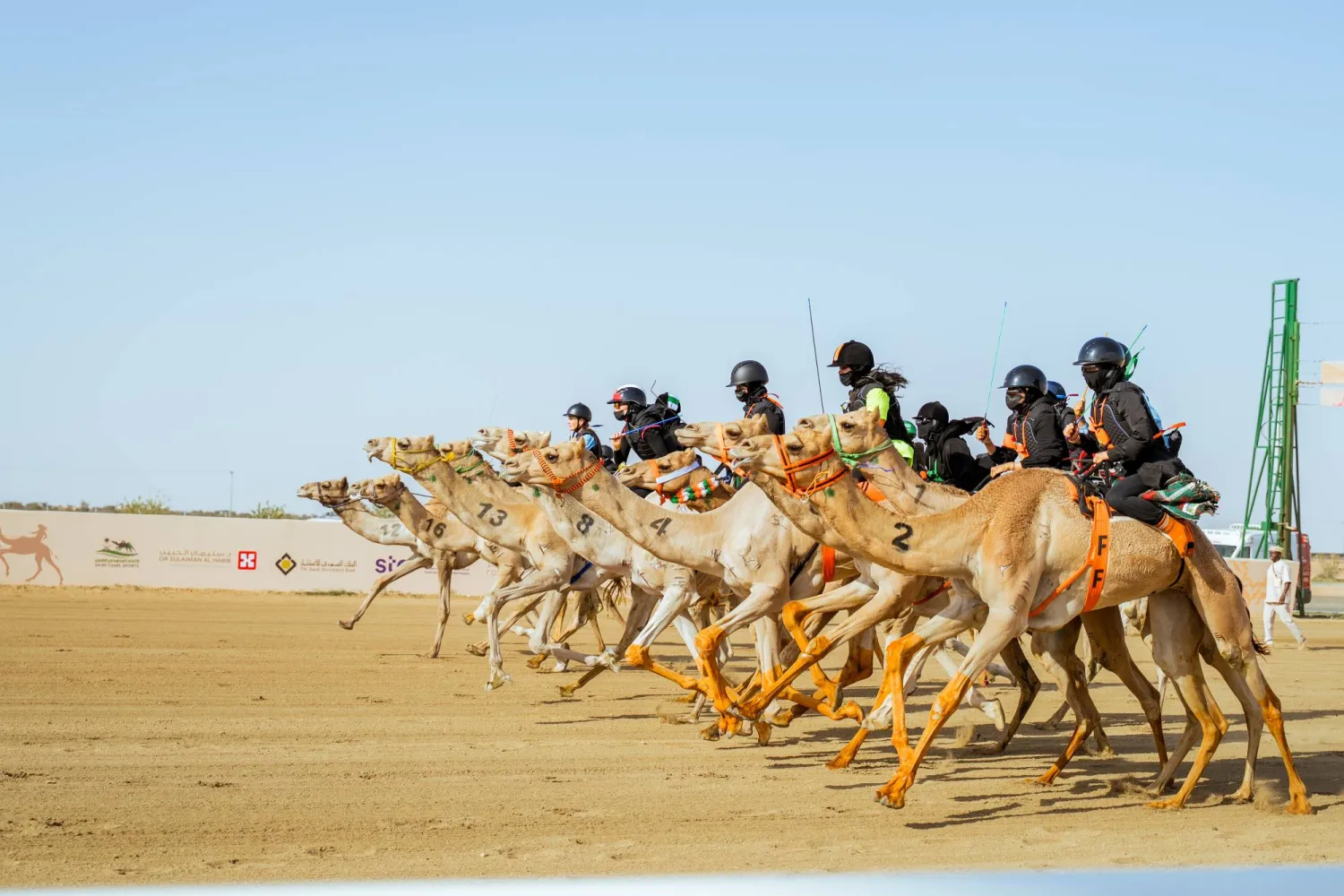 الهجانات السعوديات لفتن الأنظار في السباق (الاتحاد السعودي للهجن)