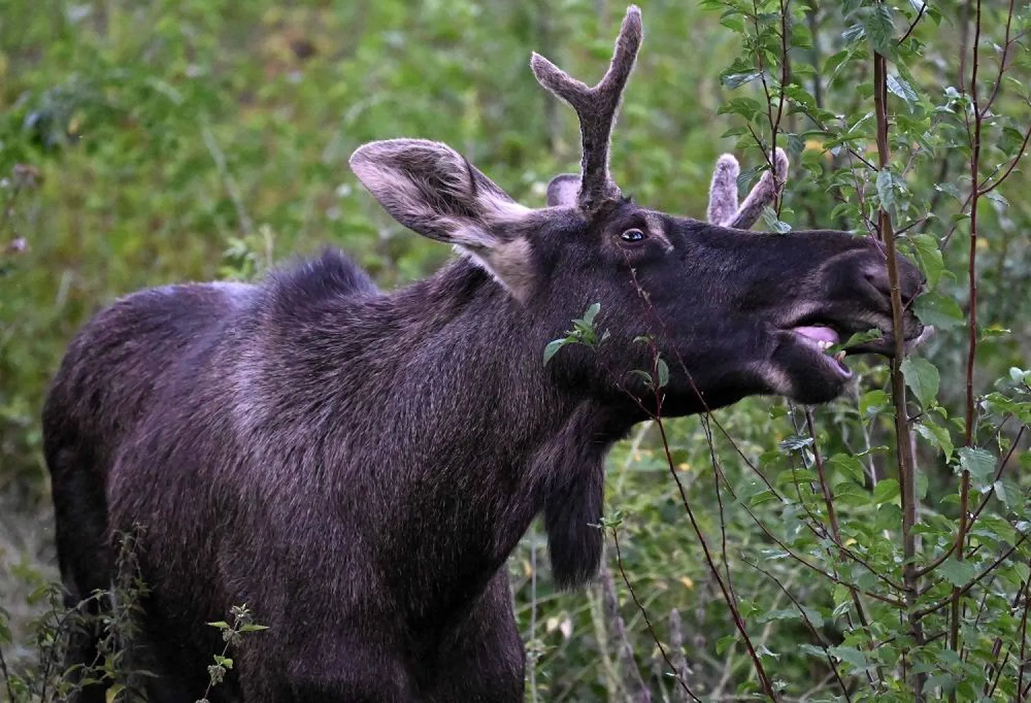 Moose Emil nibbles on a branch as he walks around in St. Pölten, Austria on September 6, 2025. (APA / AFP)
