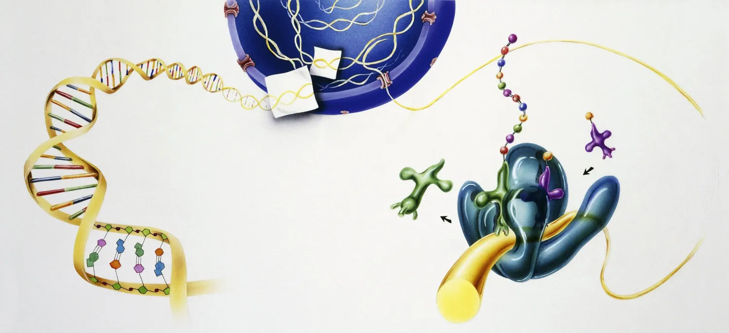 عملية تركيب البروتينات في خلايا الجسم الحي