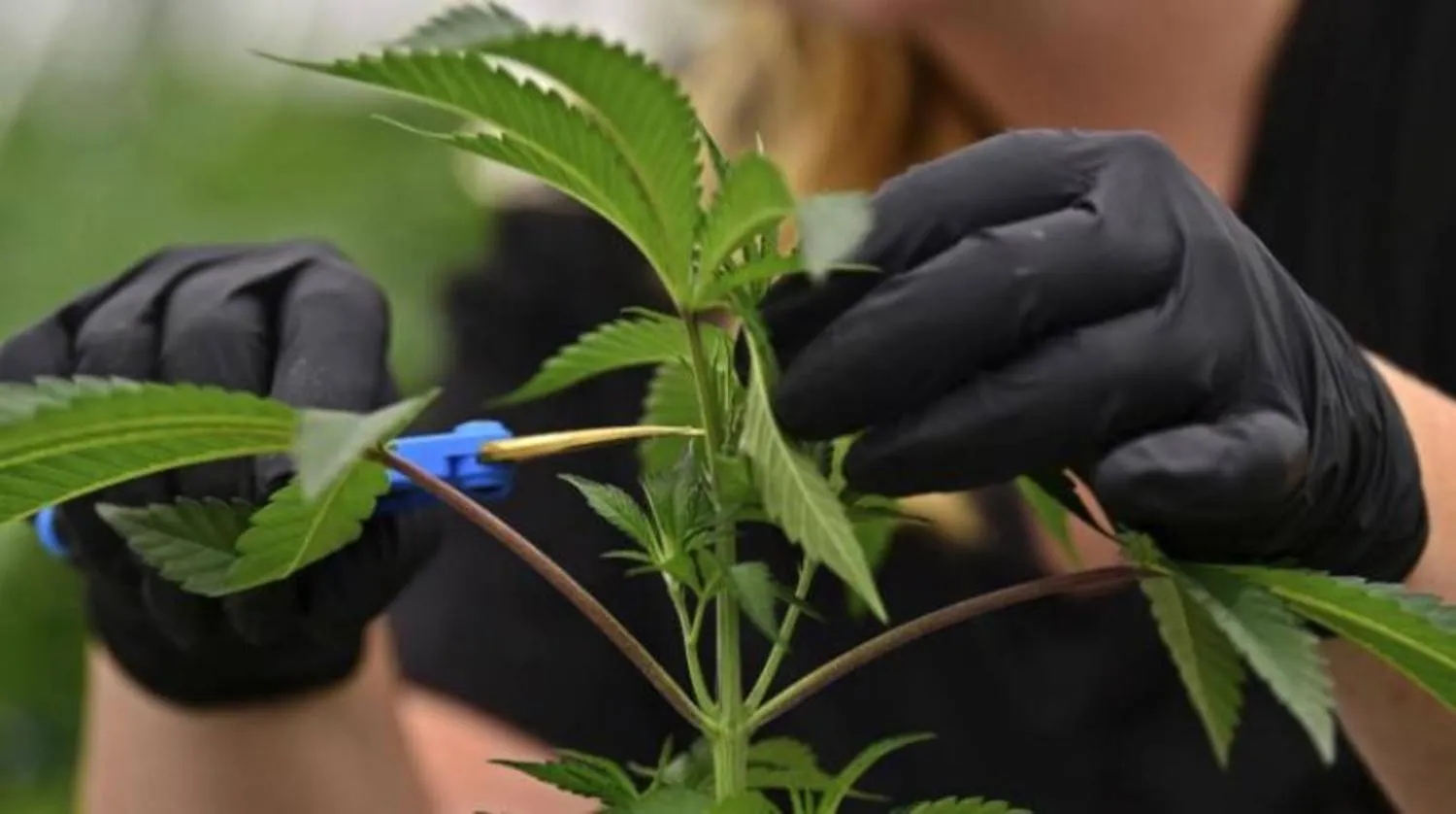 نبات الماريغوانا (أ.ب)