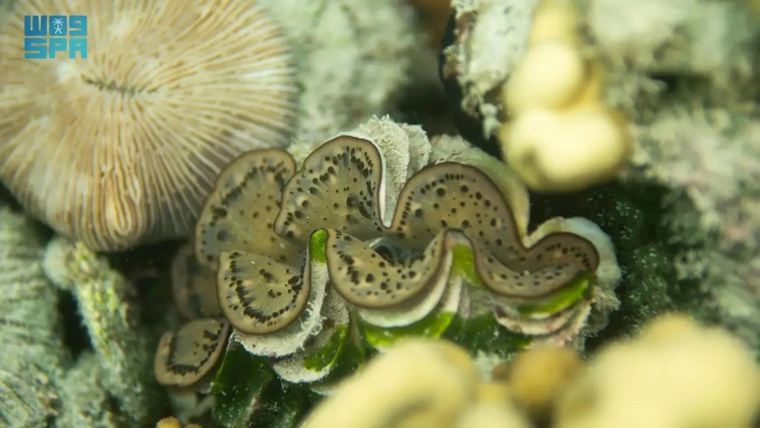 The collected data will feed into a modern national database to support decision-making for marine protection and rehabilitation programs. (SPA)