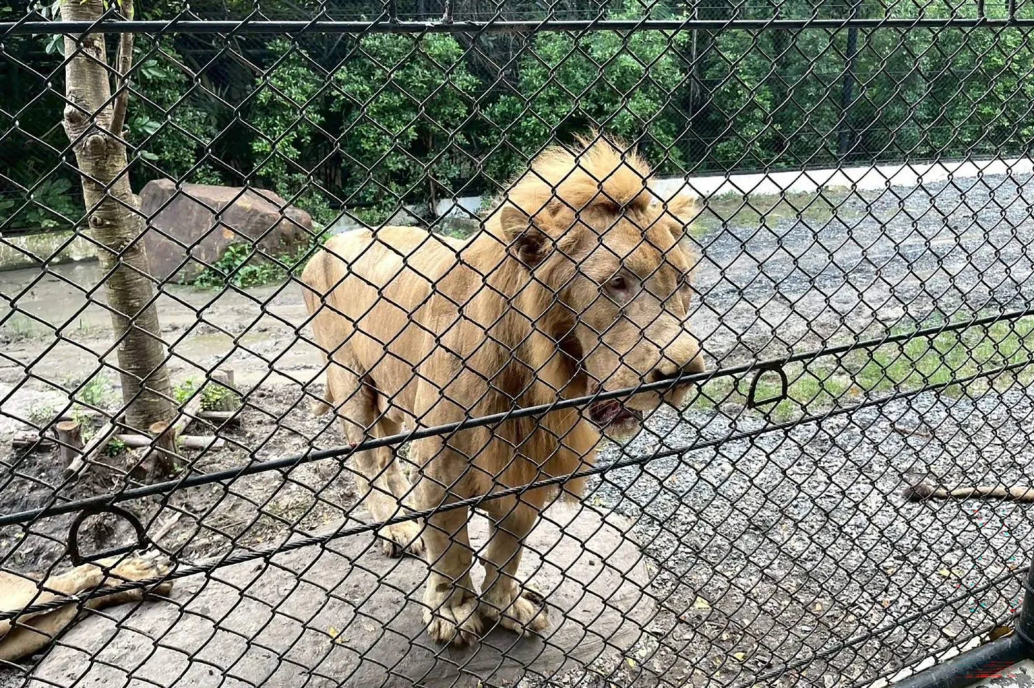 This handout photo taken on September 11, 2025 and released on September 12 by Thailand's Department of National Parks, Wildlife and Plant Conservation (DNP) shows a lion involved in a fatal attack on a zookeeper looking on in an enclosure at the Safari World wildlife park in Bangkok. (Photo by Handout / Thailand's Department of National Parks, Wildlife and Plant Conservation (DNP) / AFP)