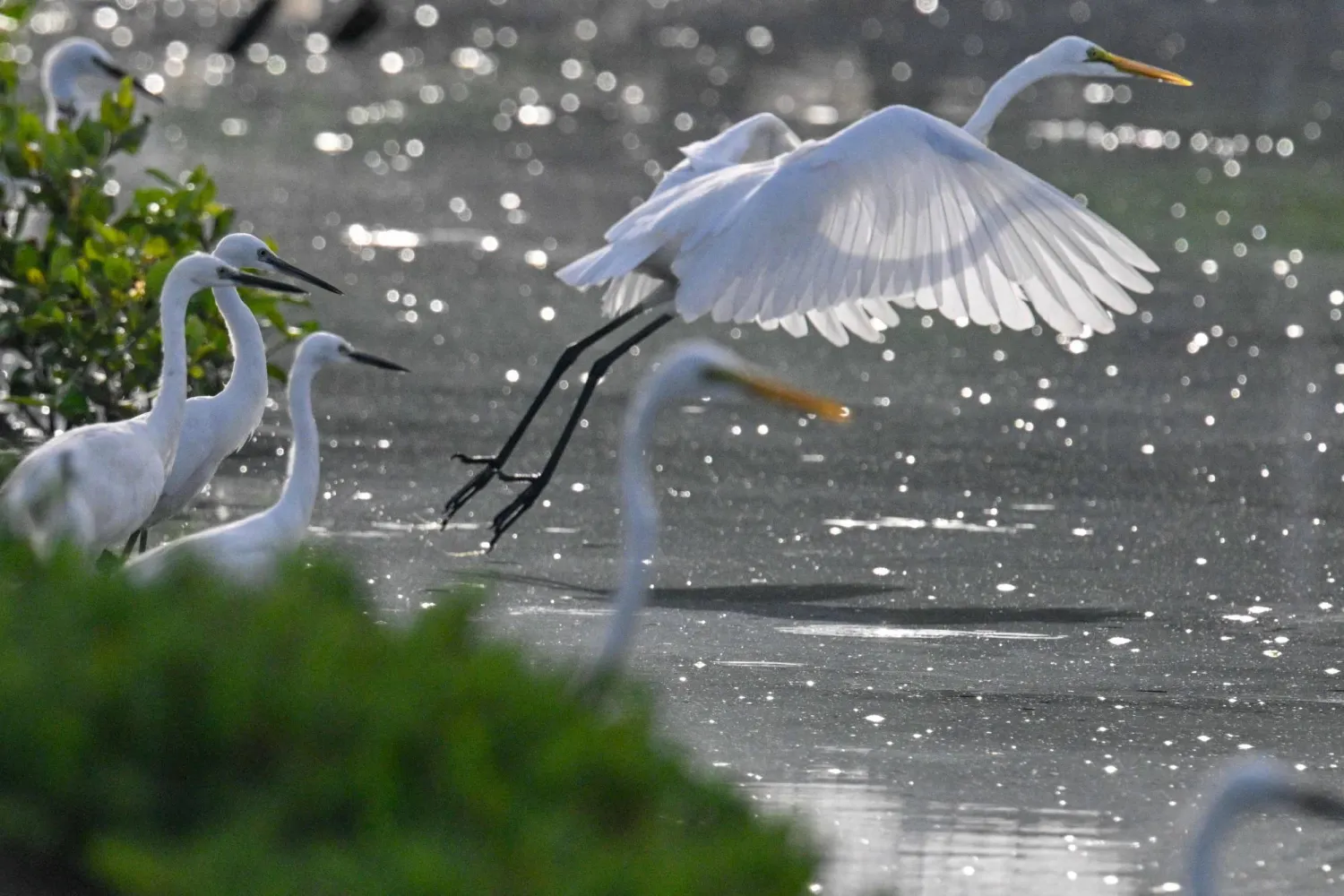 الحزن ليس إنسانياً فقط (أ.ف.ب)