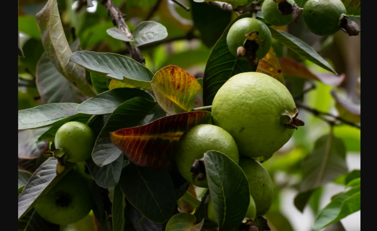 أوراق الجوافة تُحسّن الدورة الدموية في فروة الرأس وتمنع تساقط الشعر (بيكسيلز)