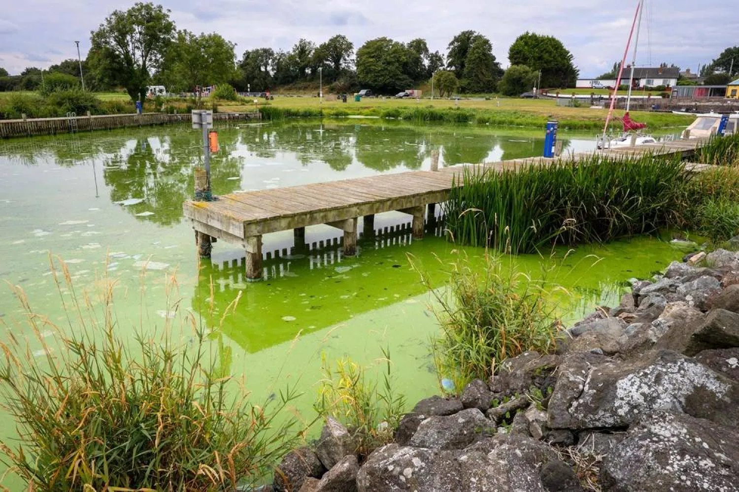 Blue-green algae infested water is pictured in Battery Harbor on the shores of Lough Neagh, in Northern Ireland, on August 22, 2025. (AFP) 