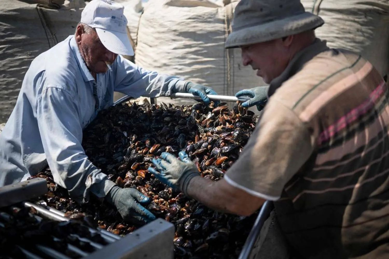 Harvesters sort mussels on a conveyor line of a harvesting ship during a mussel collection near Cape Kaliakra, in the northern Bulgarian Black Sea Coast on August 18, 2025. (AFP)