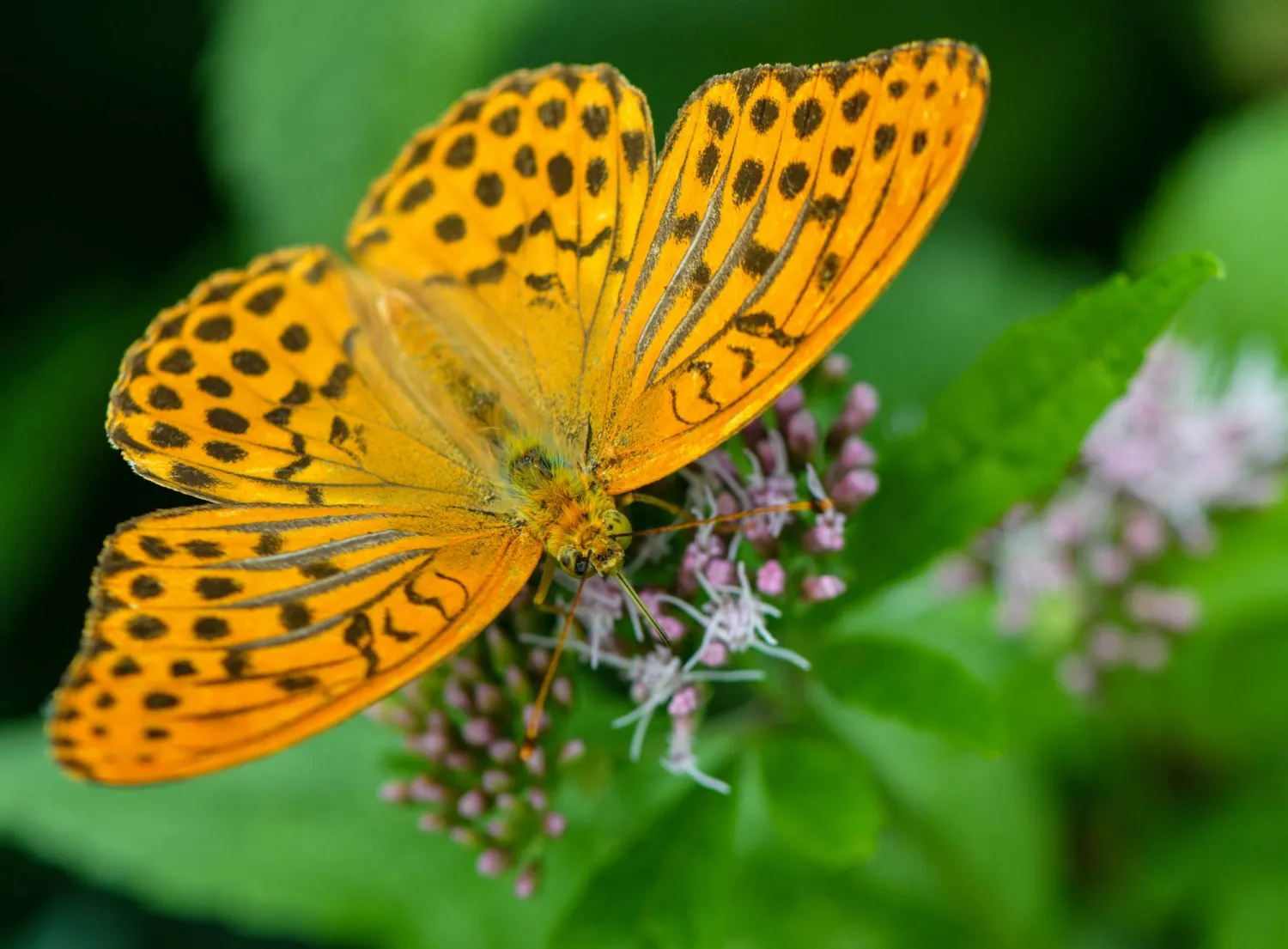 الفراشة الفضيّة المخططة تظهر بعد 200 عام (غيتي) 