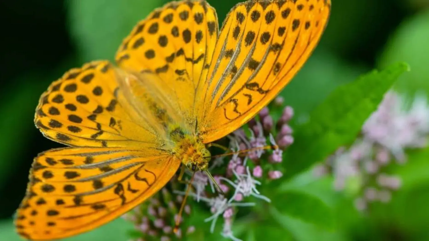 The Silver-washed Fritillary butterfly (Getty)