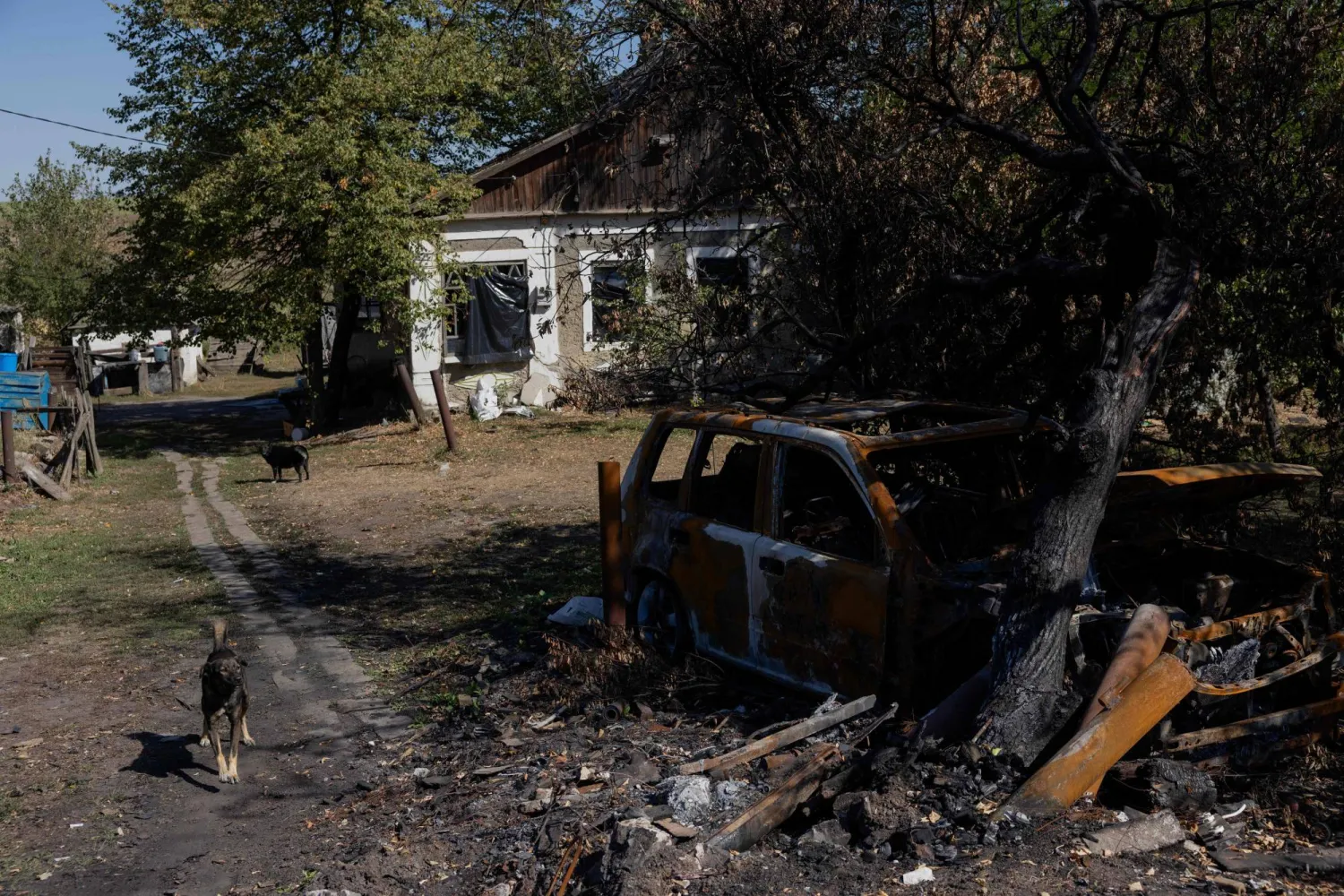 Dogs stand next to a burned-out car and behind a damaged private house in Donetsk region on September 14, 2025, amid the Russian invasion of Ukraine. (Photo by Tetiana DZHAFAROVA / AFP)