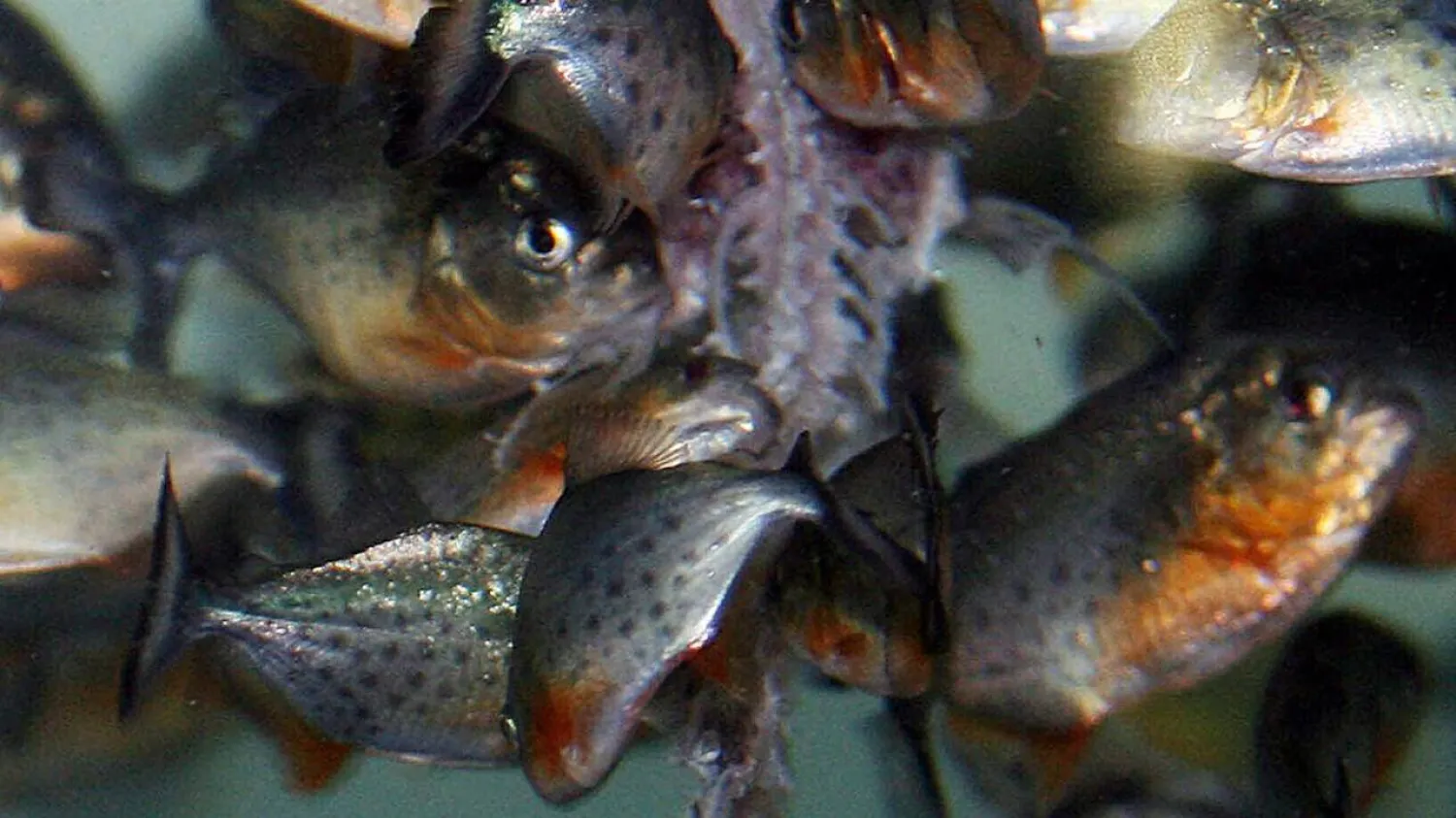 Pet owners rearing the four species have been asked to notify the authorities and hand them over so the fish can be confined to state-run aquariums. ADEK BERRY / AFP/File
