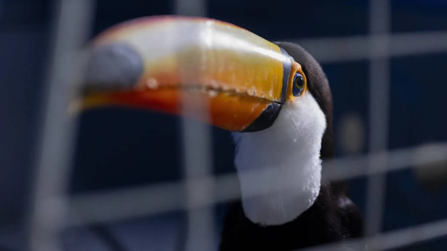 Brightly colored birds like toucans and macaws, boxes of tortoises, and monkeys and a python were among 700 rescued animals taken to a central facility to receive expert care. Pablo PORCIUNCULA / AFP
