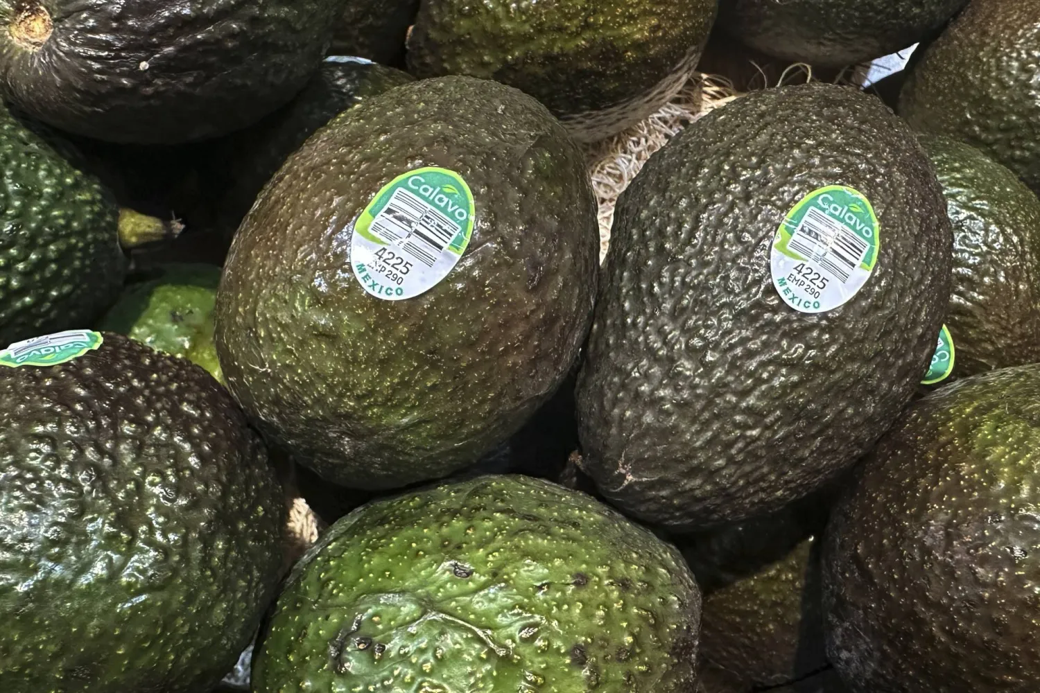 حبات من الأفوكادو في المكسيك (أ.ب)